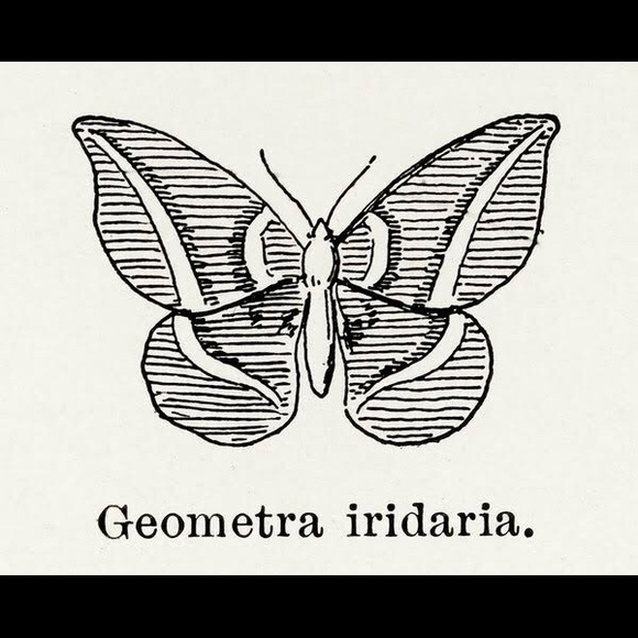 8 Framed Butterfly Prints - Picture 9 of 9